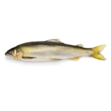 Cá Đắng Không Trứng | AYU FISH (NO ROE)