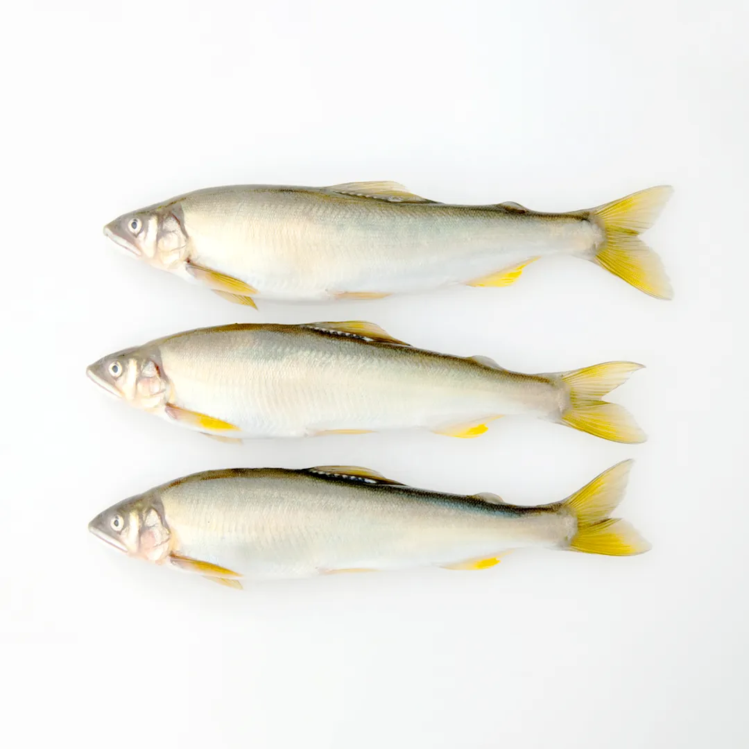 Cá Đắng Không Trứng | AYU FISH (NO ROE)