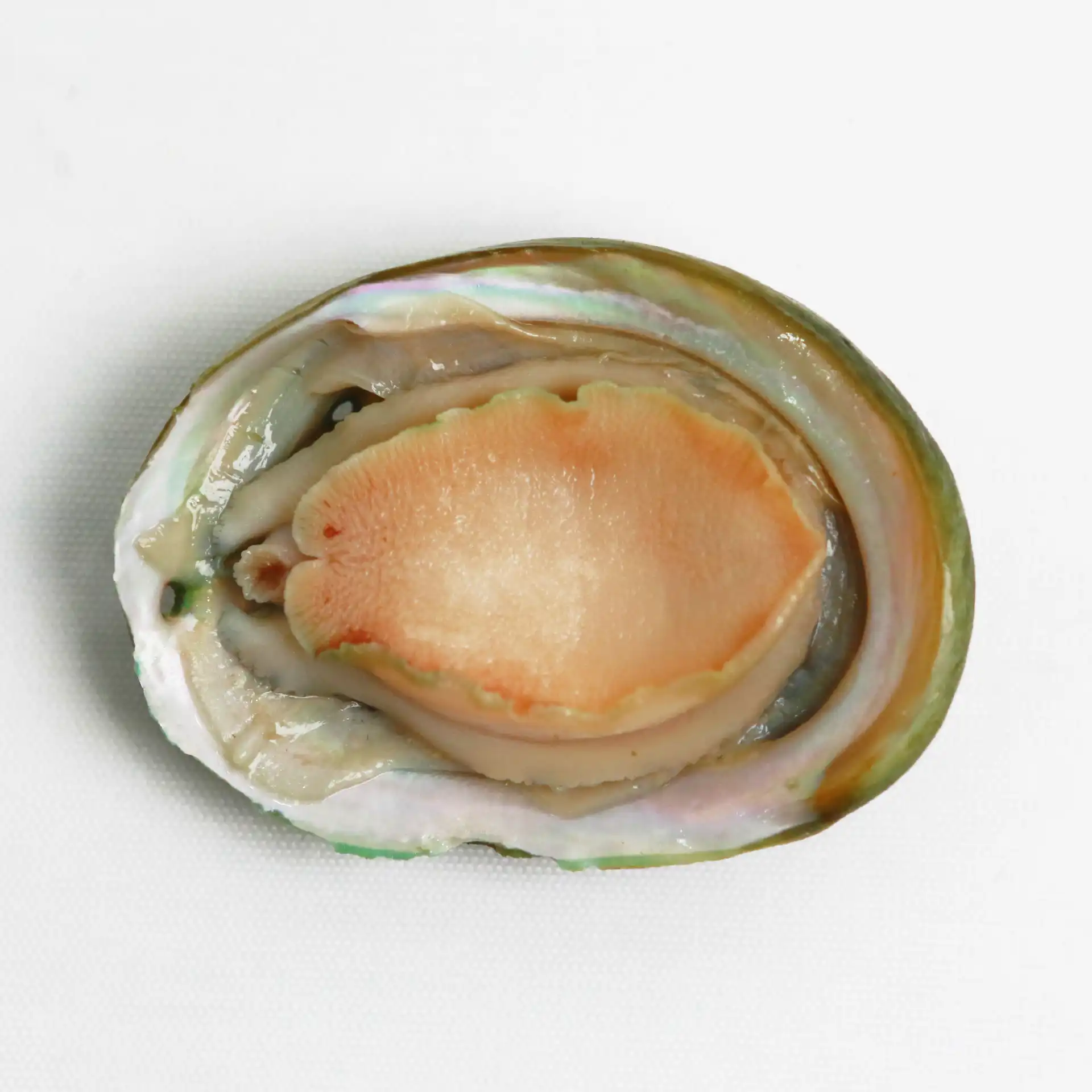 Bào Ngư Úc Yumbah | AUSTRALIAN GREENLIP ABALONE