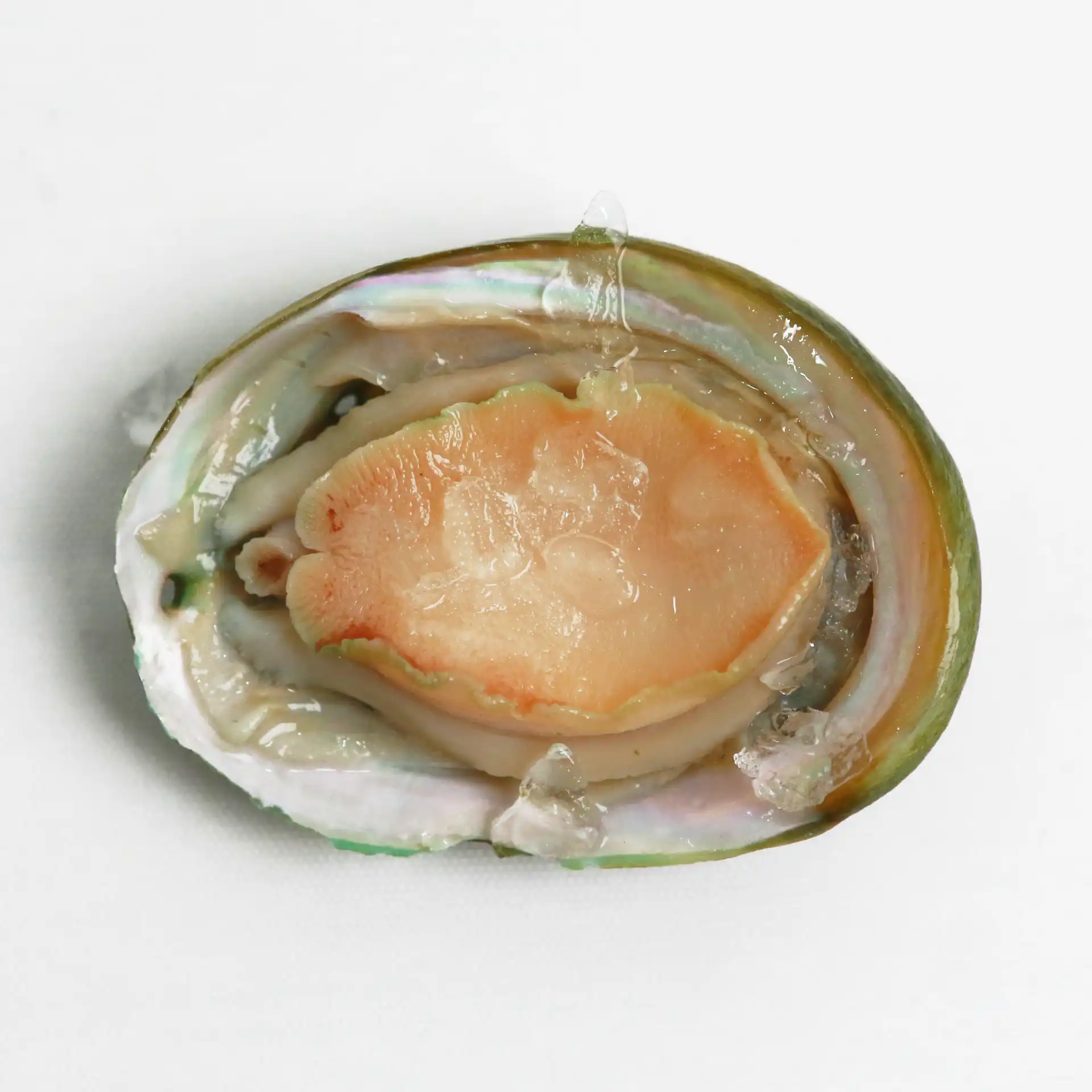 Bào Ngư Úc Yumbah | AUSTRALIAN GREENLIP ABALONE