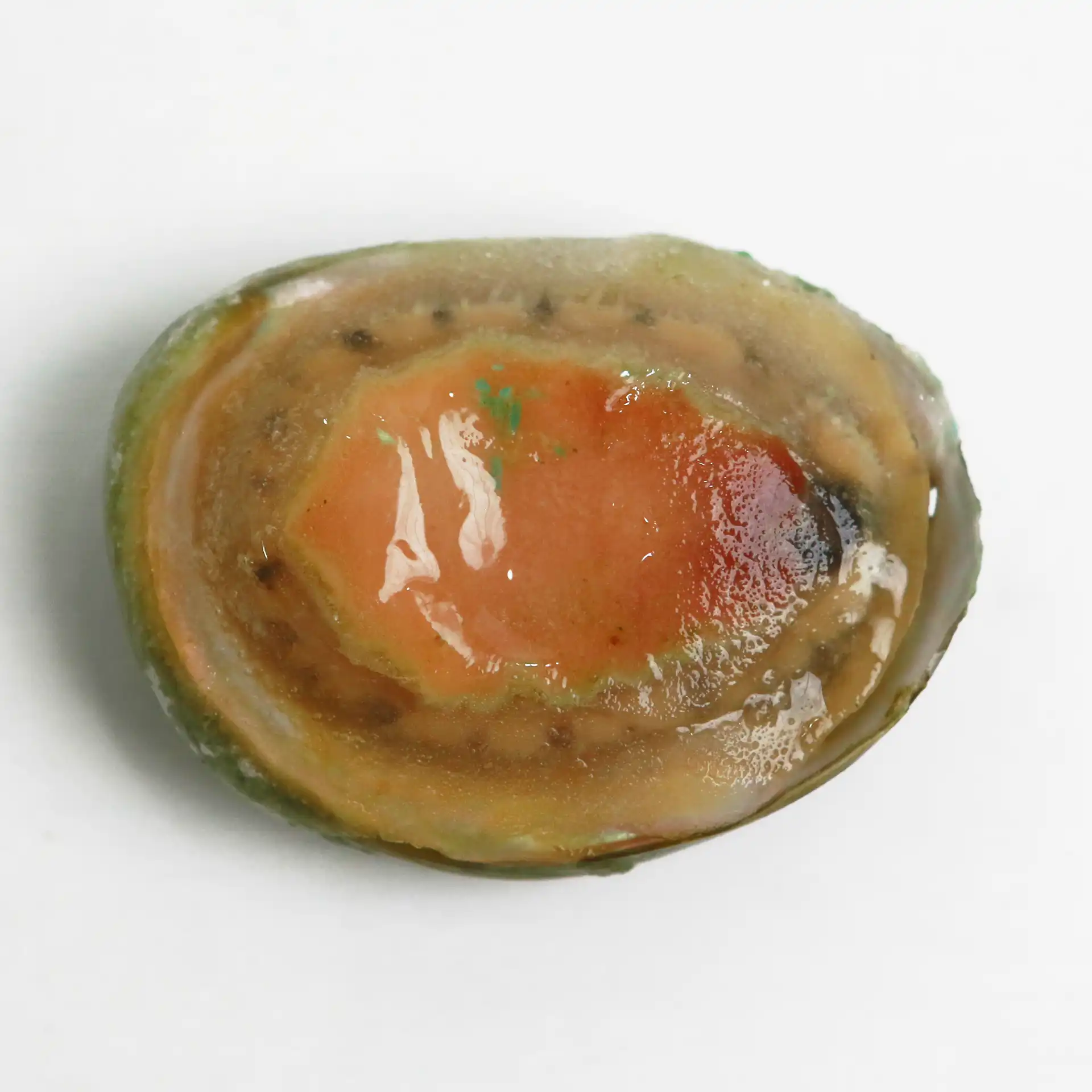 Bào Ngư Úc Viền Xanh | AUSTRALIAN ABALONE