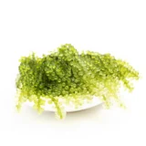 Rong Nho | SEA GRAPES