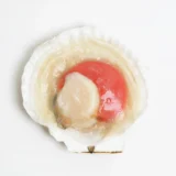 Sò Điệp Nửa Mảnh | HALF SCALLOP