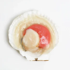 Sò Điệp Nửa Mảnh | HALF SCALLOP