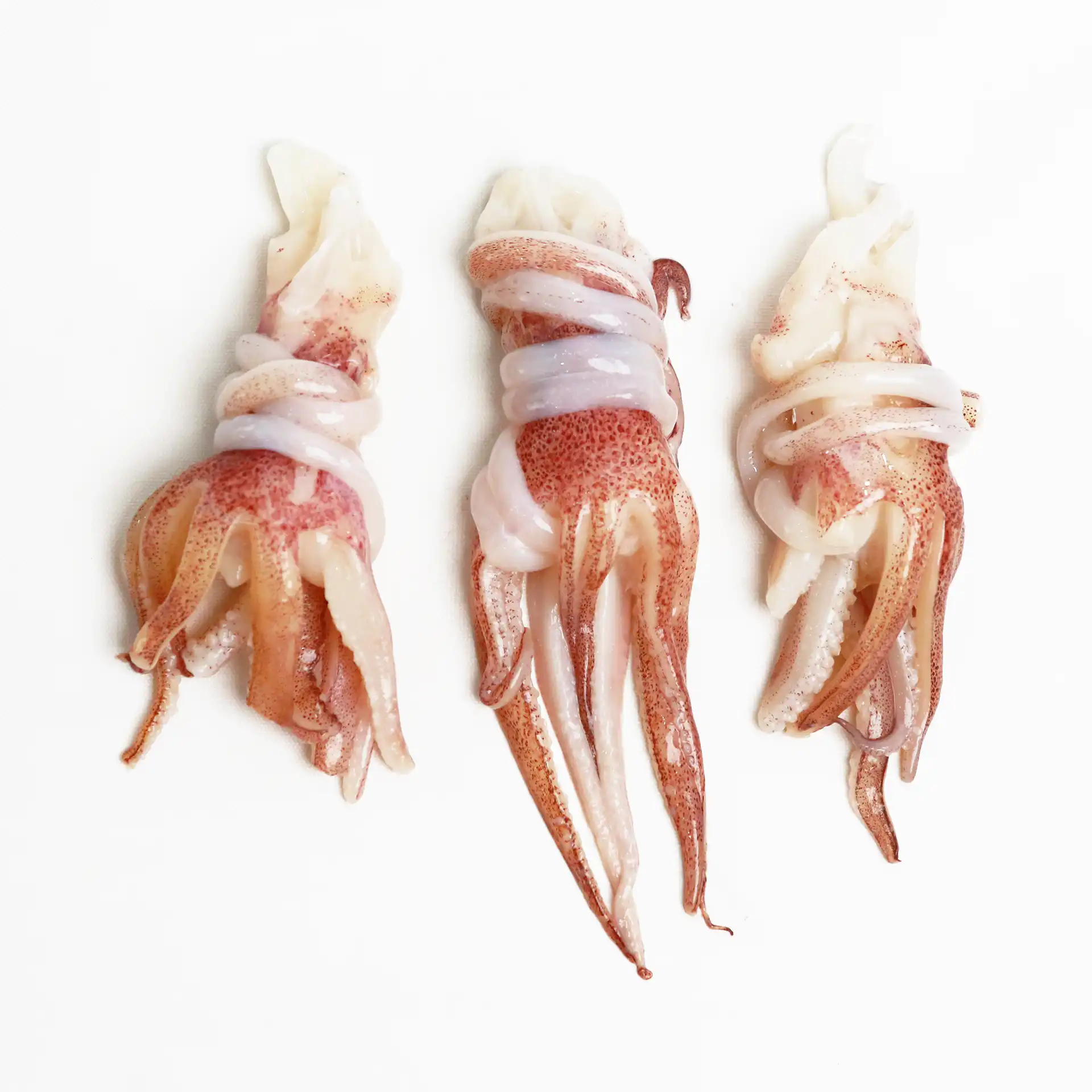 Đầu Mực | SQUID TENTACLES