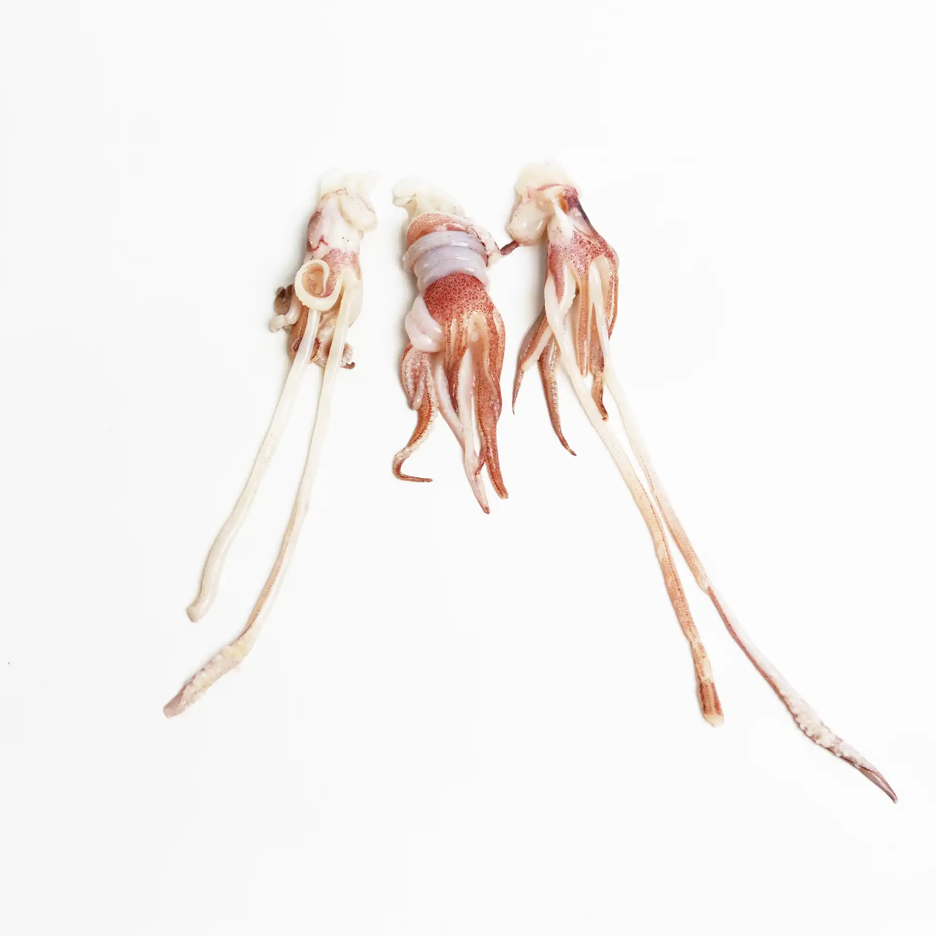 Đầu Mực | SQUID TENTACLES