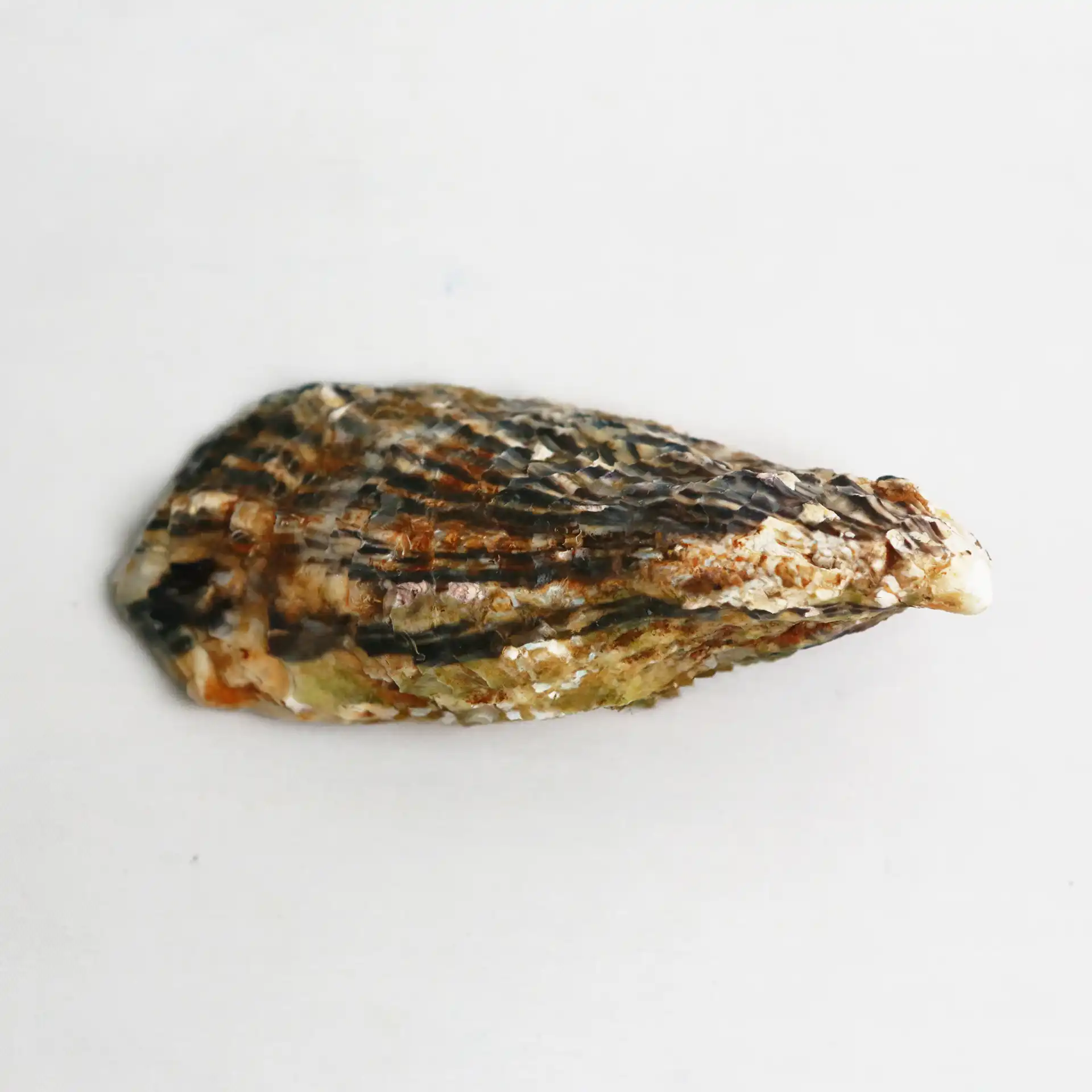 Hàu Nhật Hyogo | JAPANESE OYSTER