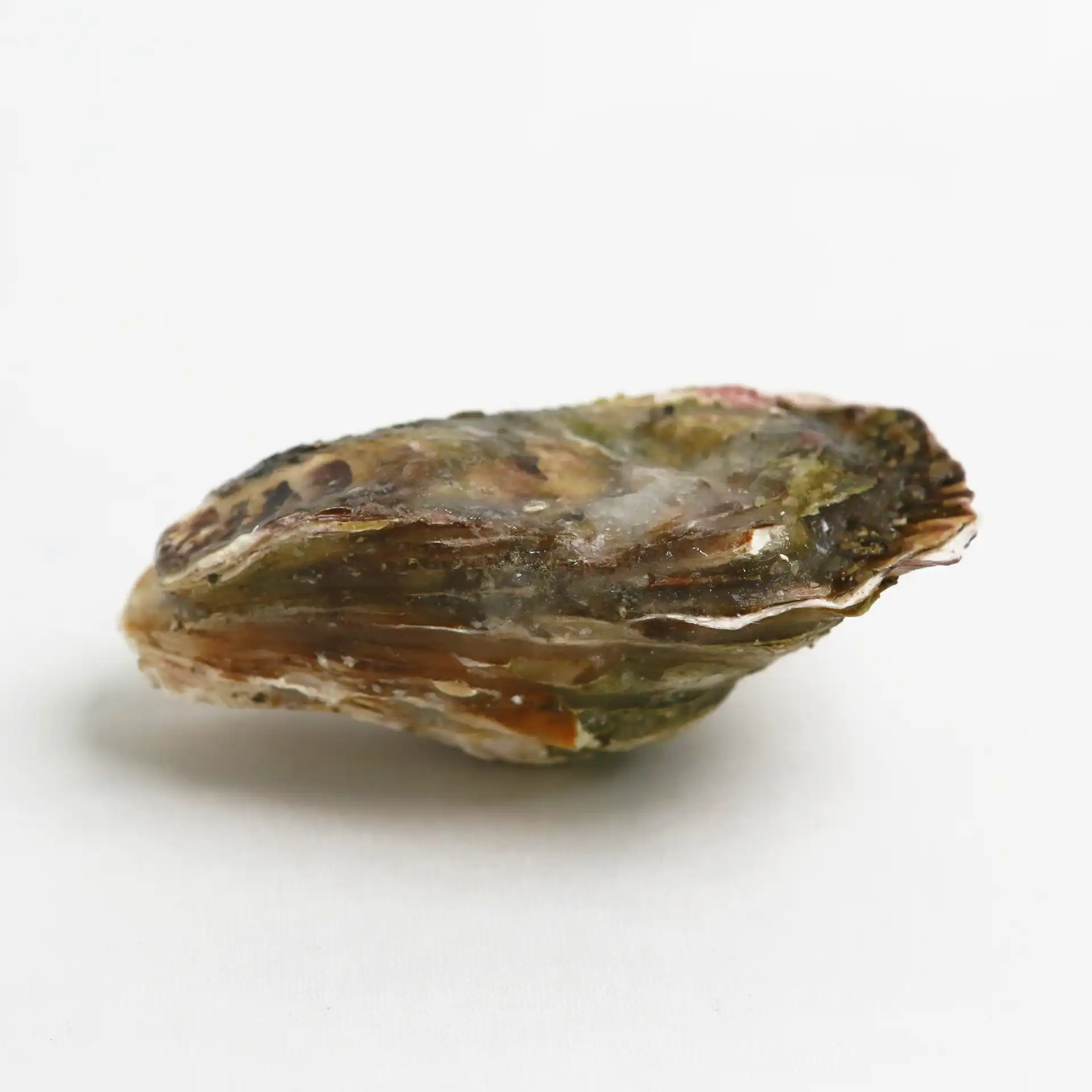 Hàu Nhật Hyogo | JAPANESE OYSTER