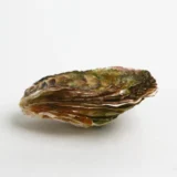 Hàu Nhật Hyogo | JAPANESE OYSTER