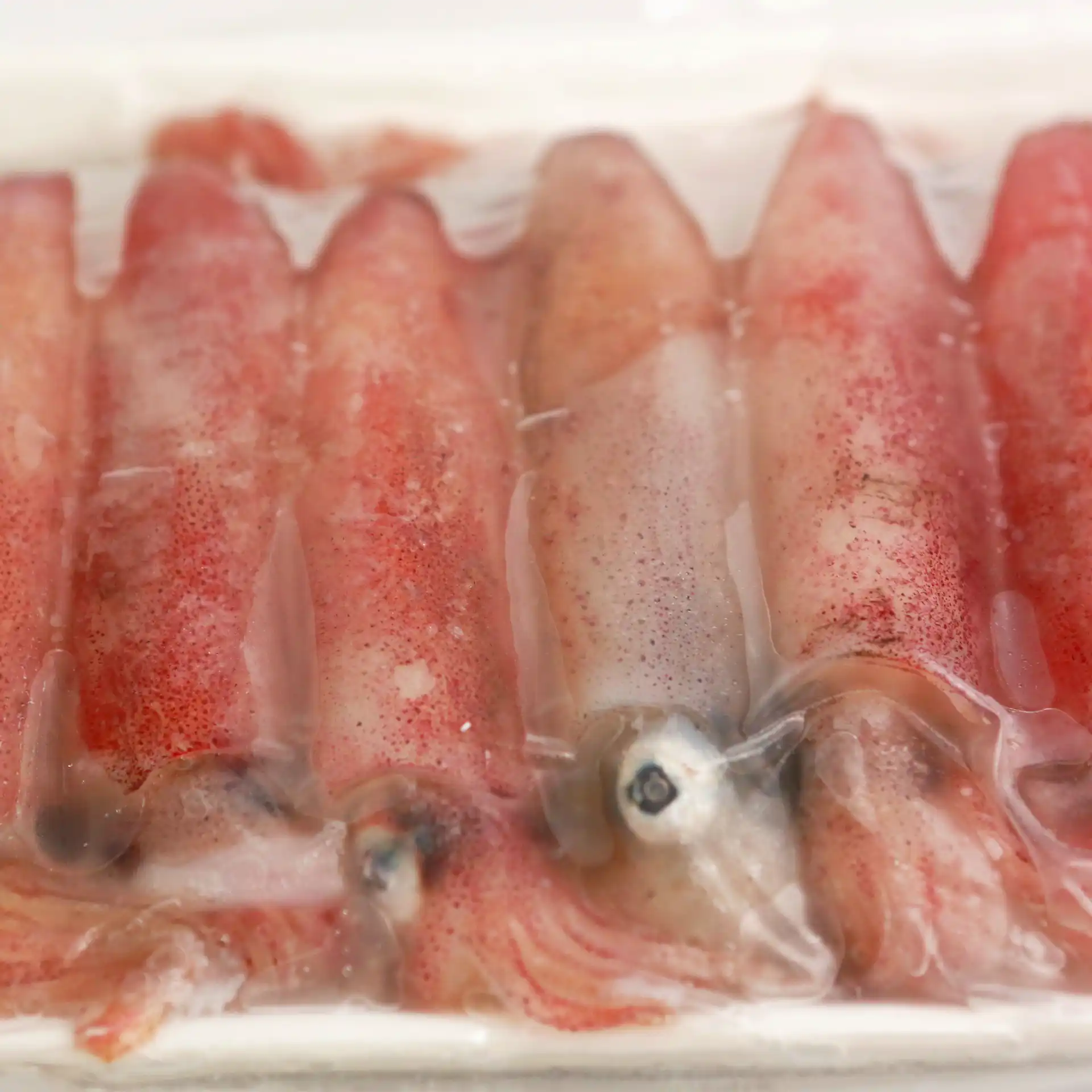 Mực Ống Số 5 | SQUID